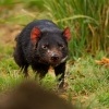 Dabel medvedovity - Sarcophilus harrisii - Tasmanian Devil 7717